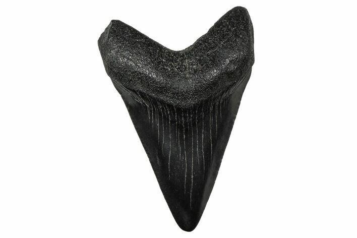 Serrated, Juvenile Megalodon Tooth - South Carolina #375915